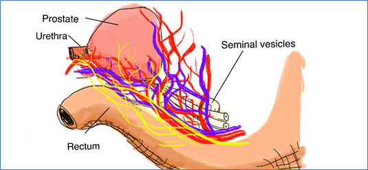 Parasympathetic nerves and blood vessels
